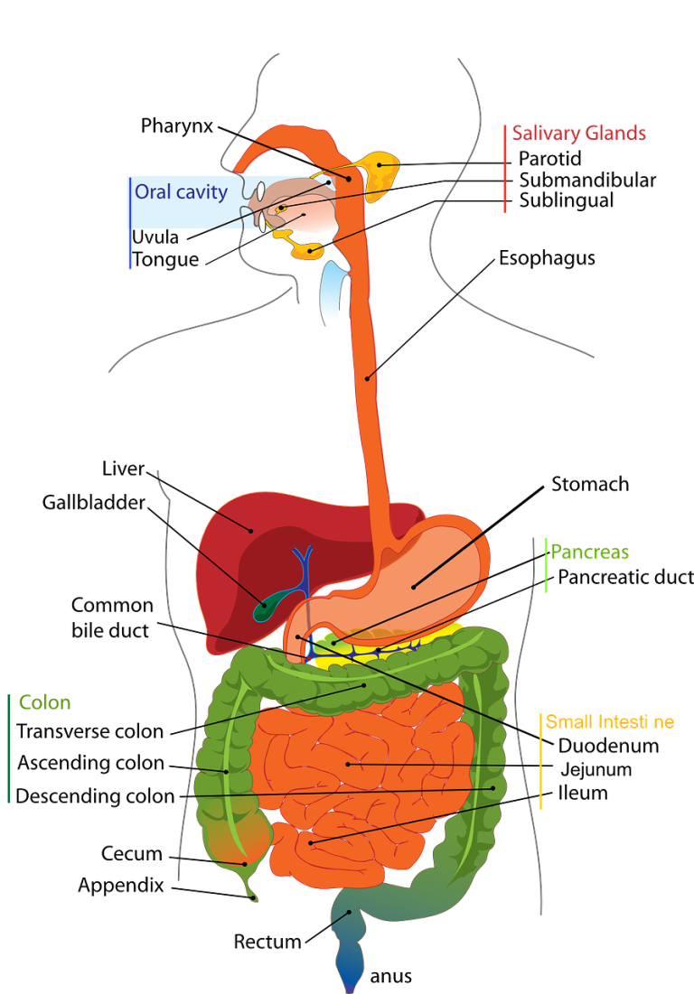 entdecken sie die bedeutung und die gesundheitlichen vorteile der leber, einem lebenswichtigen organ für unseren körper. erfahren sie mehr über funktionen, erkrankungen und tipps für eine gesunde leber.