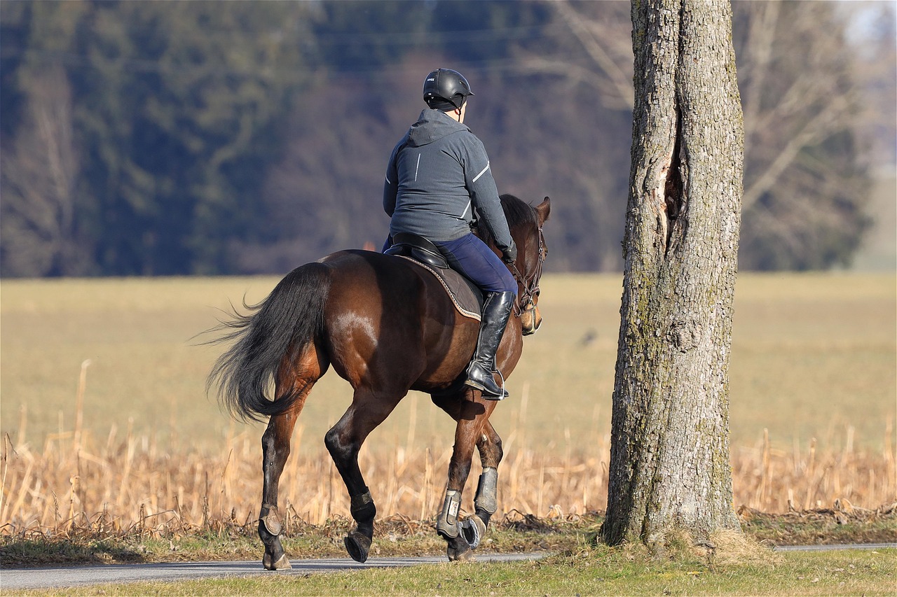 erleben sie unvergessliche abenteuer beim reiten! unser angebot umfasst geführte ausritte, reitunterricht für alle niveaus und spezielle programme für kinder. genießen sie die natur auf dem rücken eines pferdes in malerischen landschaften.