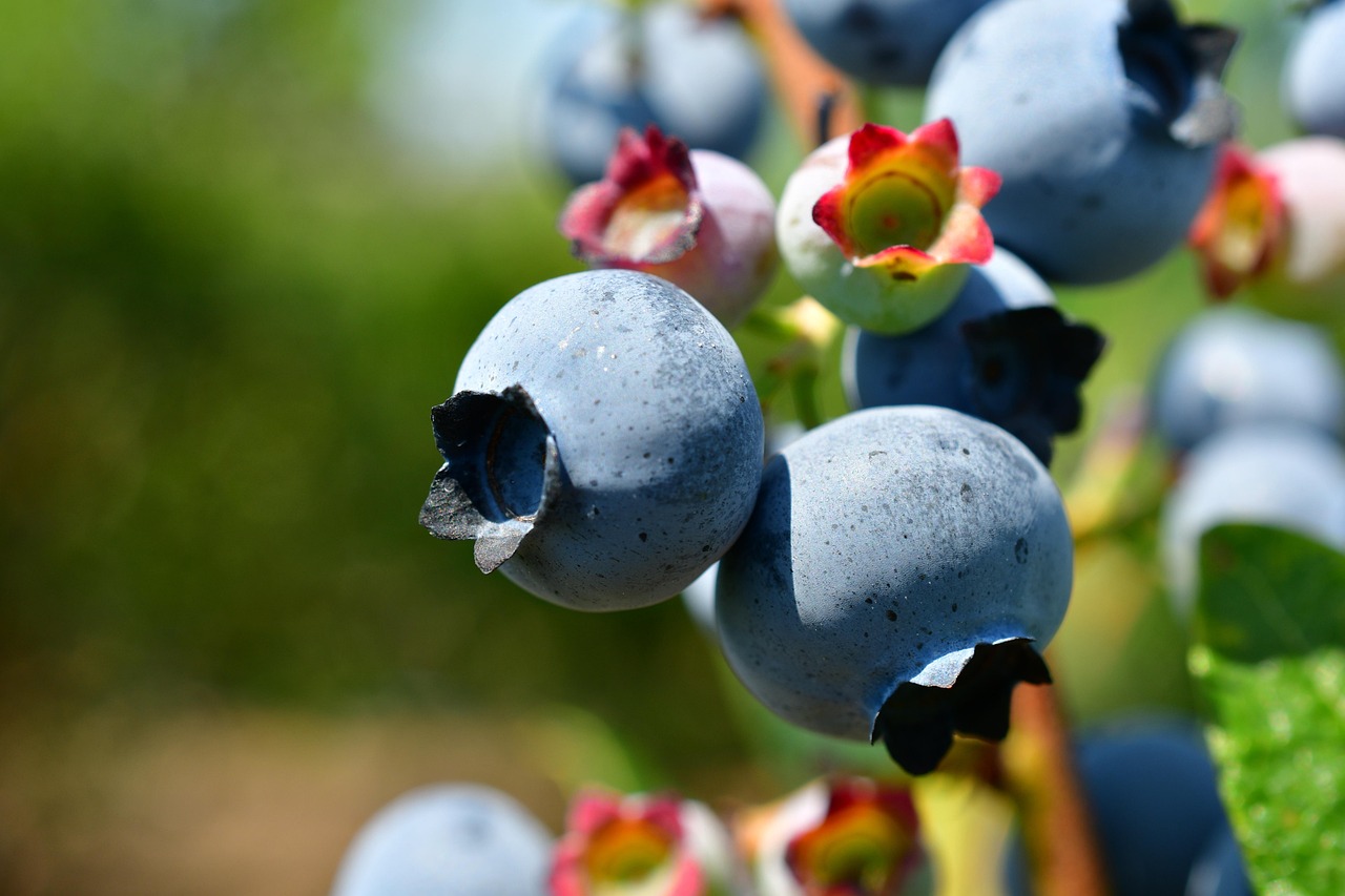 entdecken sie die kraft der superfoods! erfahren sie, wie superfoods ihre gesundheit fördern, ihr immunsystem stärken und ihnen energie geben können. tauchen sie ein in die welt der nährstoffreichen lebensmittel und bringen sie schwung in ihren alltag.