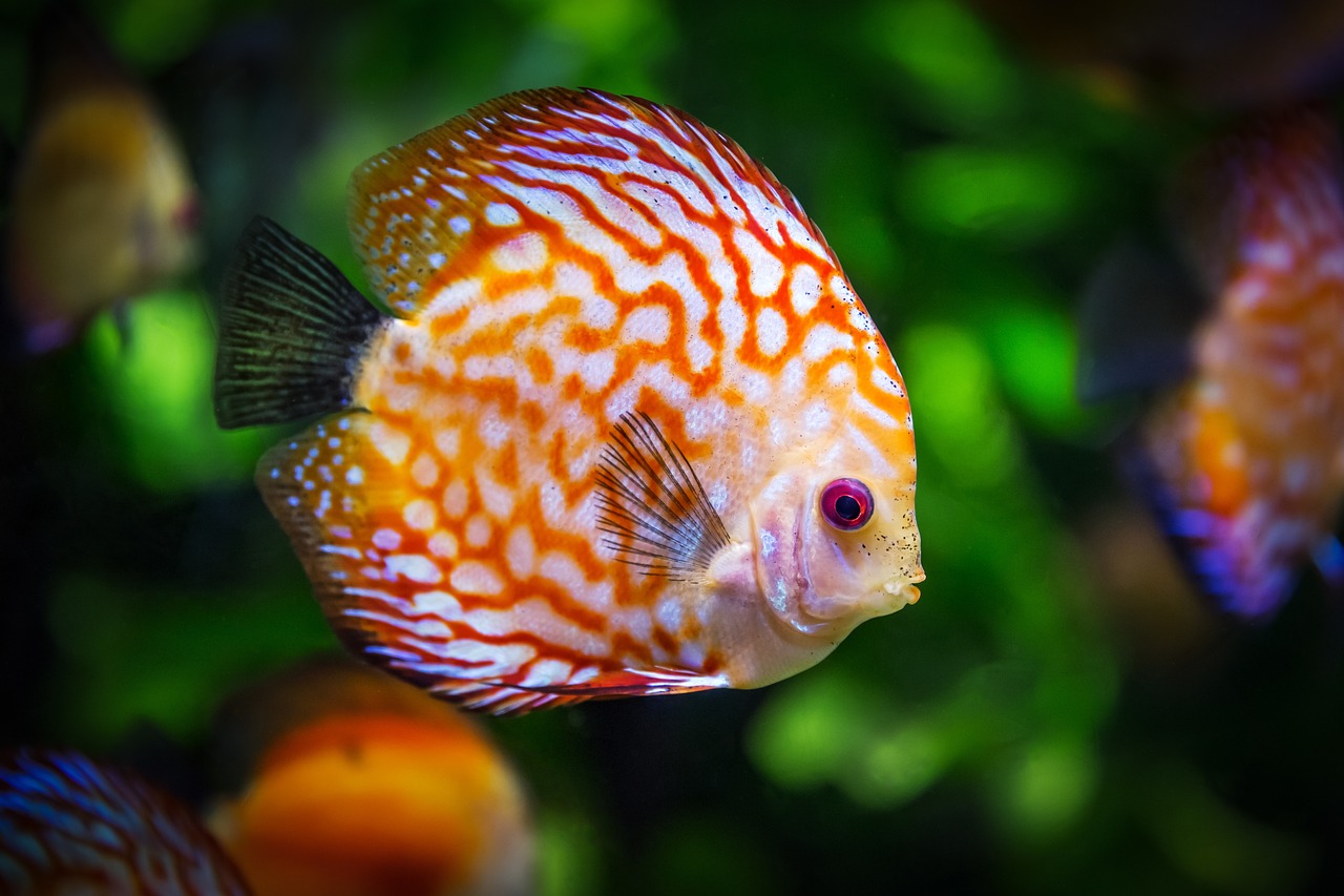 einfache und schmackhafte methoden zur vorbereitung von fischgerichten. lernen sie techniken zur auswahl, reinigung und zubereitung von frischem fisch für köstliche mahlzeiten.