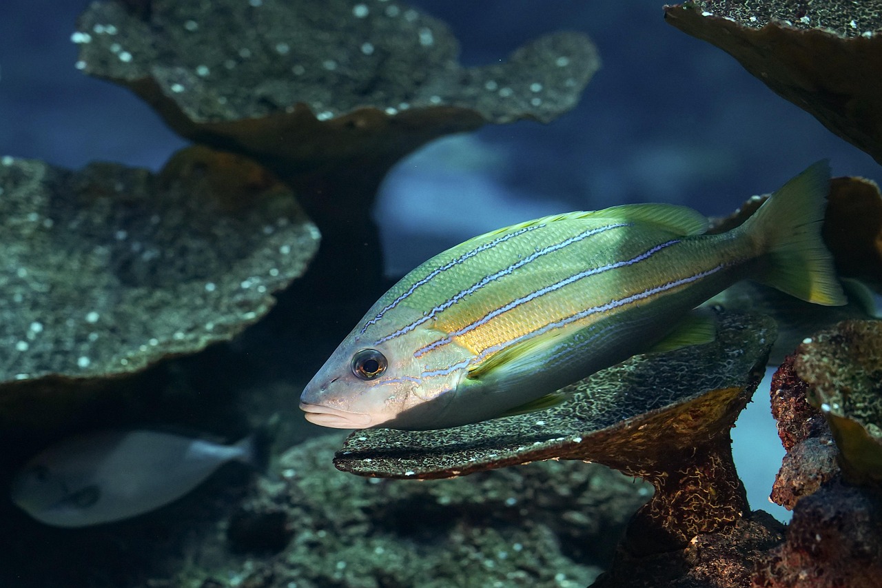 entdecken sie die kunst der fischzubereitung! erfahren sie elegante techniken, die von profiköchen angewendet werden, und lernen sie, gesunde und schmackhafte fischgerichte zuzubereiten. perfekt für genussliebhaber und kochbegeisterte.