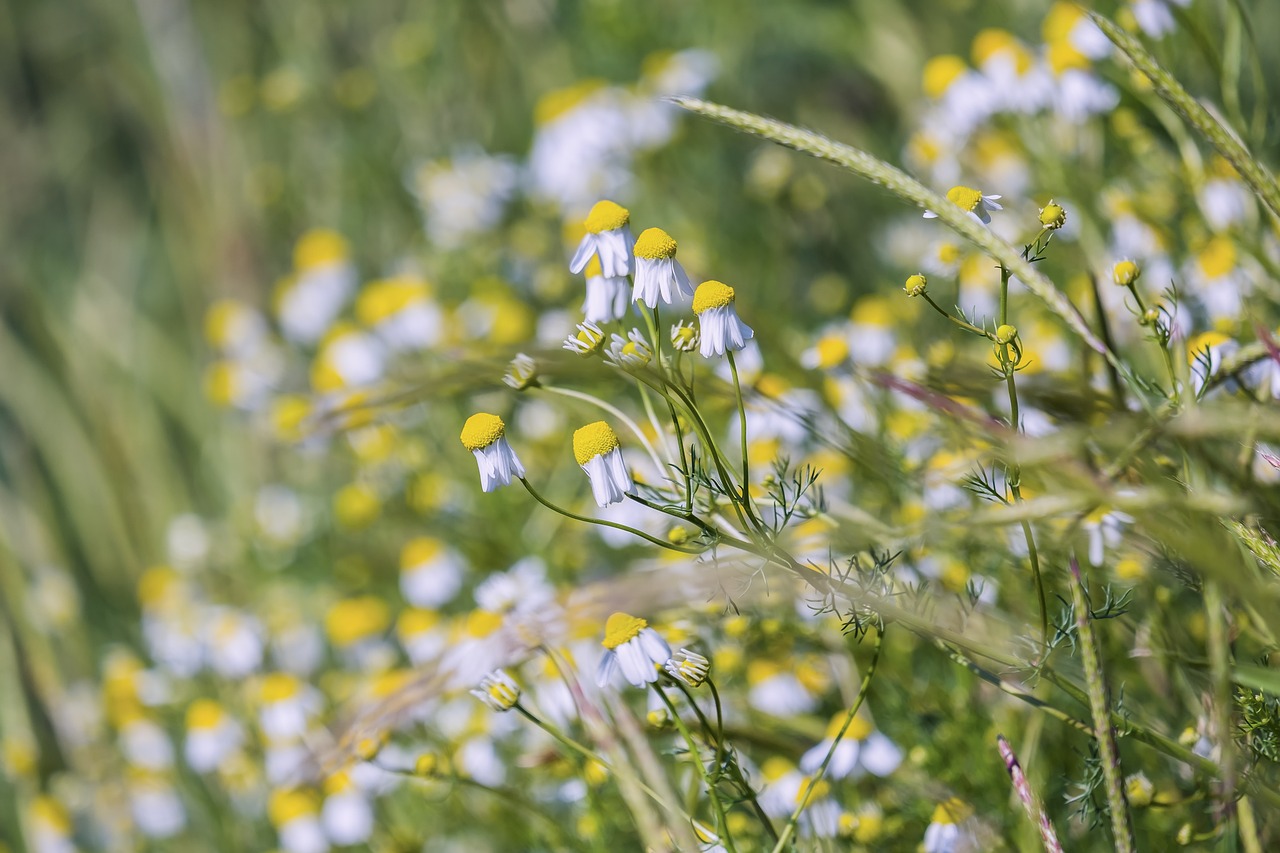 entdecken sie die faszinierende welt der wilden kräuter! erfahren sie, wie sie diese nahrhaften pflanzen in ihrer küche und für ihre gesundheit nutzen können. tauchen sie ein in die aromen der natur und lernen sie tipps zur ernte und zubereitung.