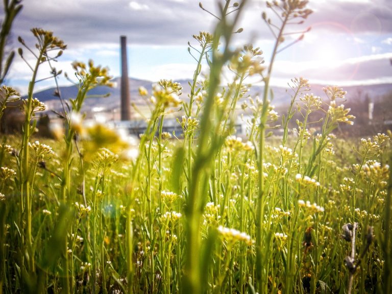 entdecken sie nachhaltiges reisen: umweltfreundliche tipps und verantwortungsbewusste reiseziele, um die natur zu schützen und gleichzeitig unvergessliche erlebnisse zu sammeln.