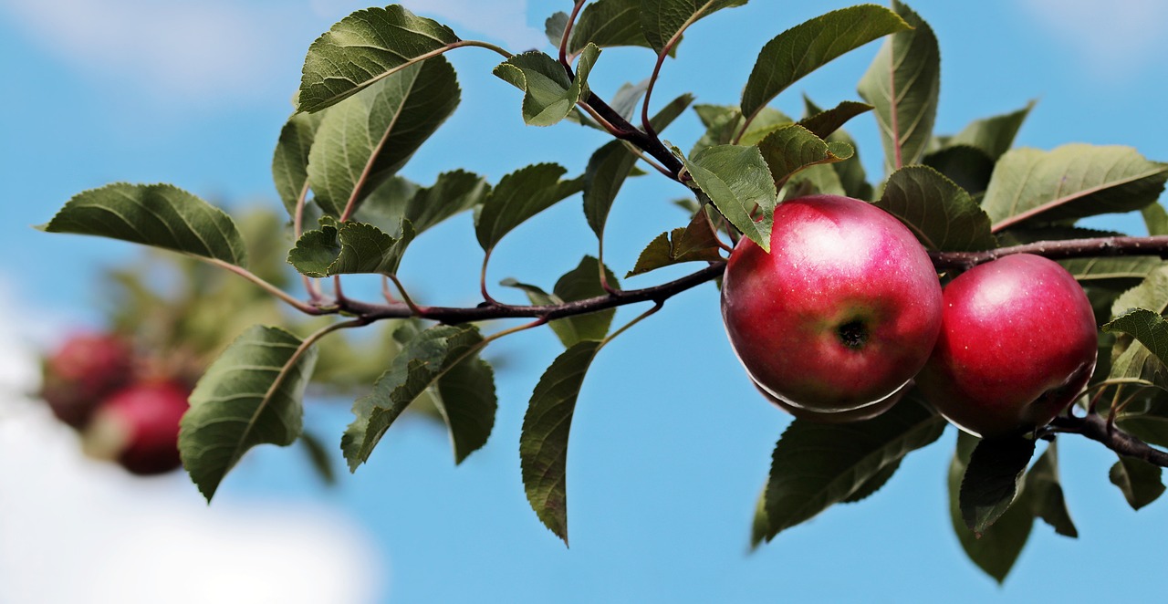 erleben sie die besten handelsmöglichkeiten mit apple-produkten. nutzen sie unsere plattform für den an- und verkauf von apple-geräten und genießen sie attraktive angebote und erstklassigen service.
